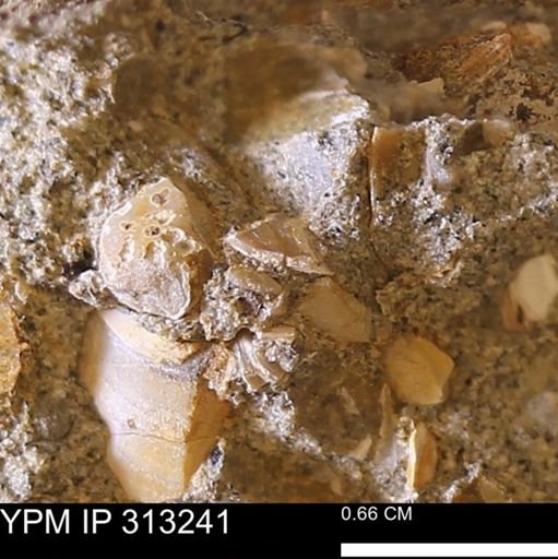 Corbicula sp.