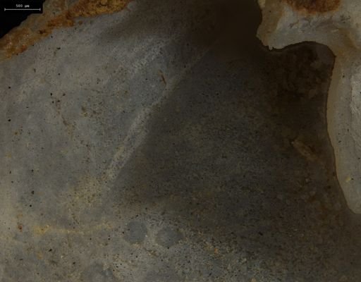Brachiopoda