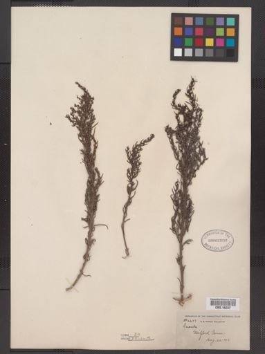 Suaeda linearis