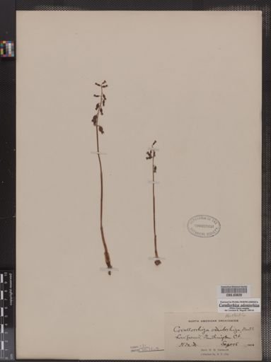 Corallorhiza odontorhiza