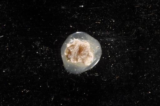 Hippoporina sertata