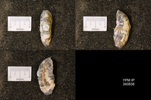 Scaphites sp.