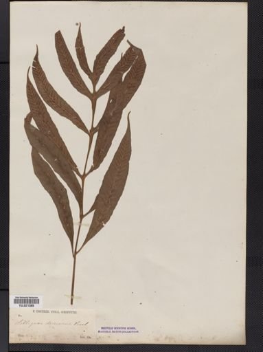 Polypodium