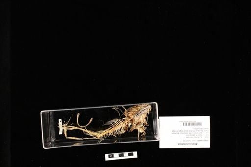 Ameiurus nebulosus