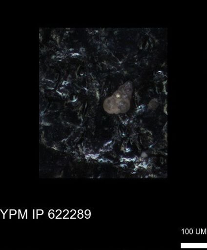 undet. Heterohelicidae