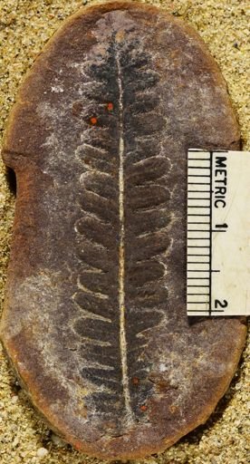 Pecopteris