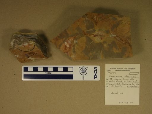 Corosaurus alcovensis
