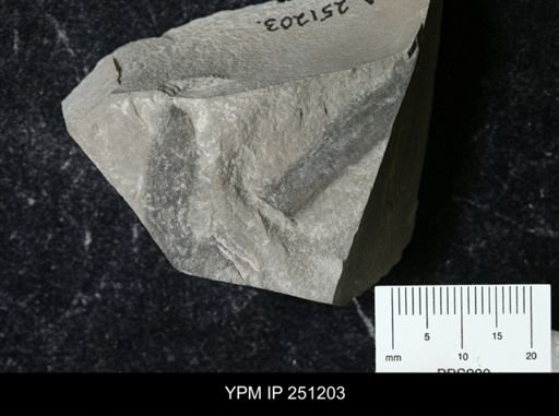 Inocaulis sp.