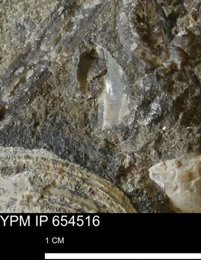Bivalvia