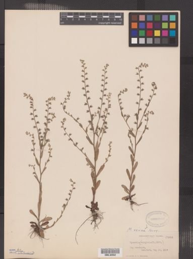 Myosotis verna