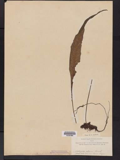 Polypodium