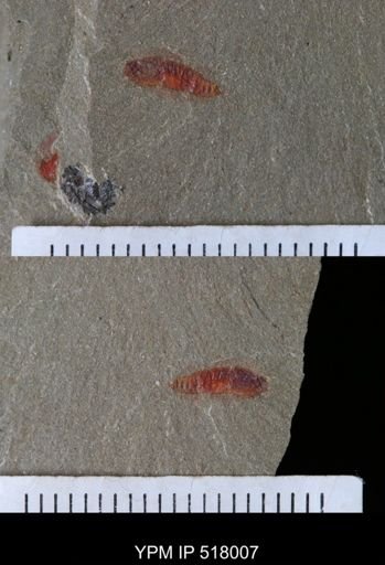 undet. Synziphosurina