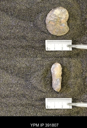 Scaphites whitfieldi