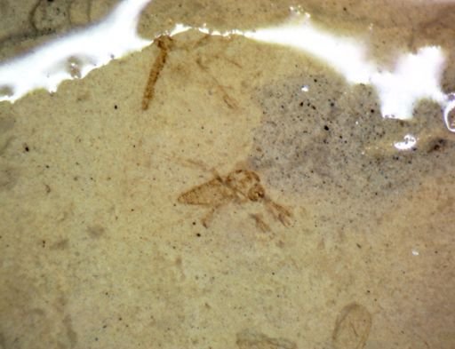Diptera?