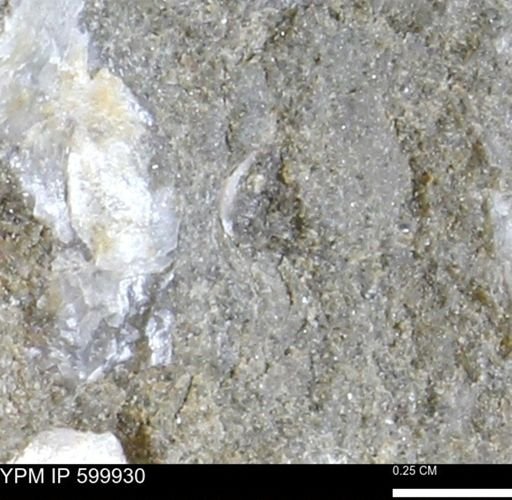 undet. Bivalvia