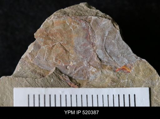 undet. Arthropoda