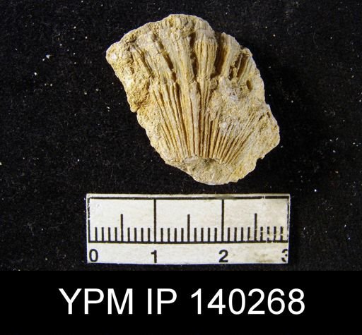 Streptorhynchus (Kiangsiella) pectiniformis