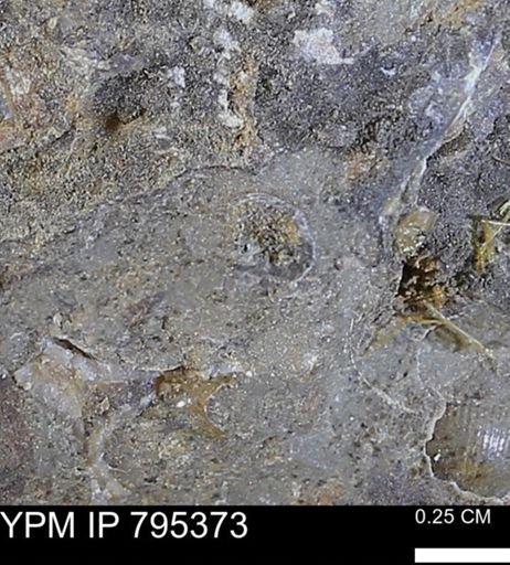 undet. Mollusca