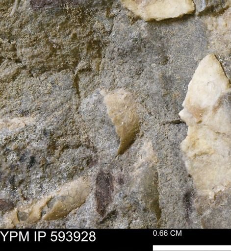Baculites?