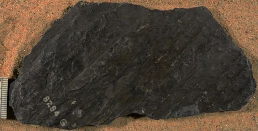 Sigillaria sp.