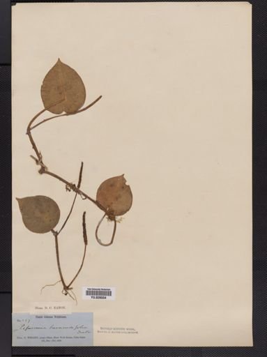 Peperomia