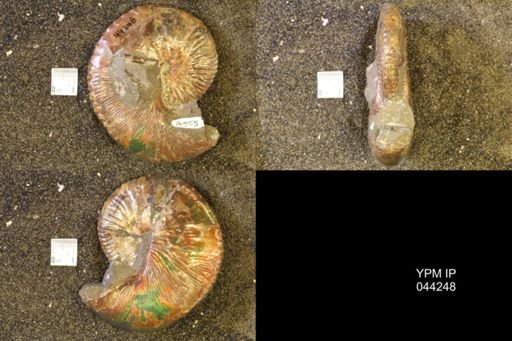 Hoploscaphites comprimus