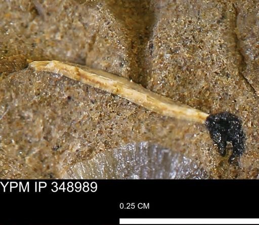 undet. Bivalvia