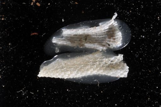 Thalamoporella gothica