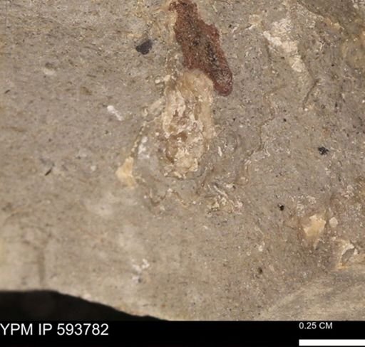 Baculites sp.