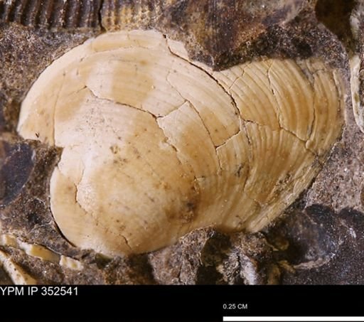 Protocardia?
