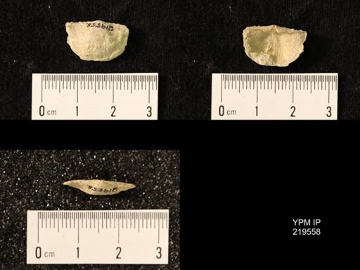 Chonetes granulifer