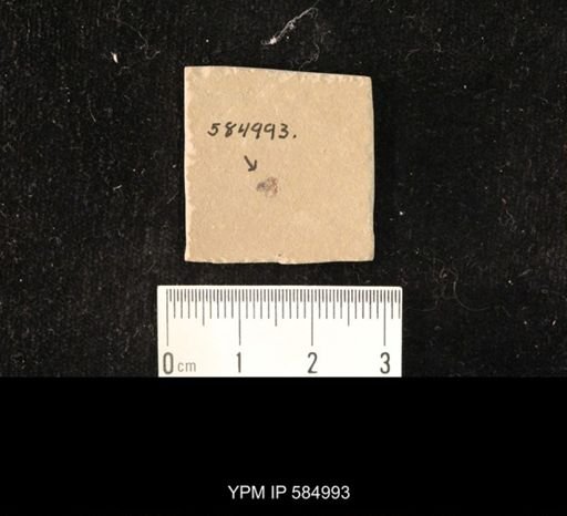 undet. Hexapoda