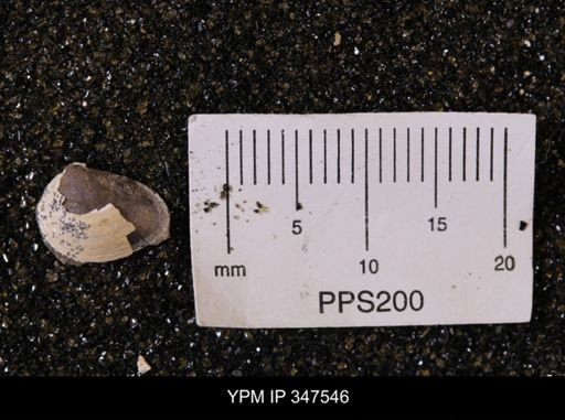 Limopsis striatopunctatus
