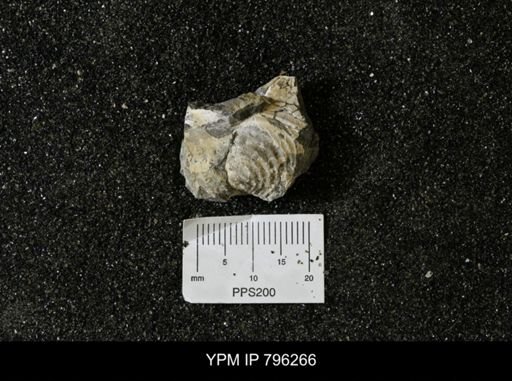 Inoceramus barabini