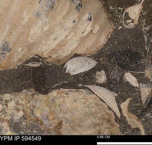Protocardia sp.