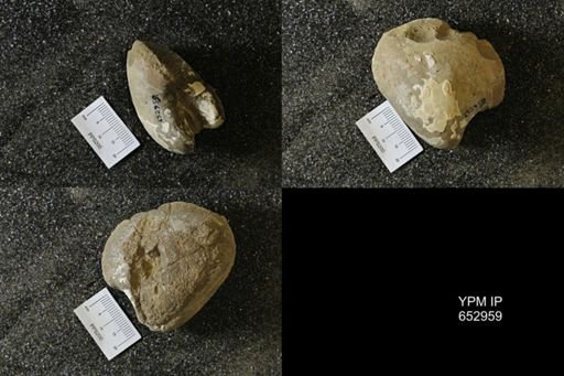 undet. Bivalvia