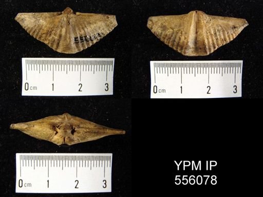 Mucrospirifer sp.