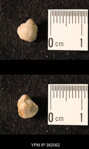 Ambocoelia planoconvexa