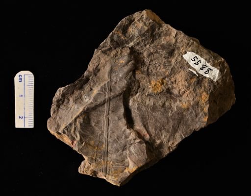 Cladophlebis sp.