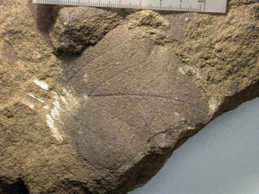 Angiospermopsida
