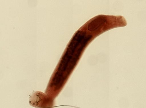 Sphyranura osleri