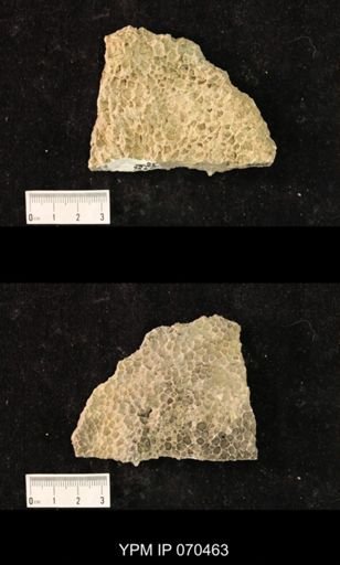 Favosites brownsportensis