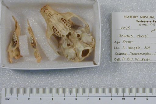 Sciurus aberti aberti