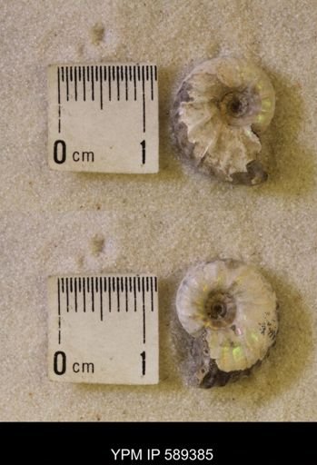 undet. Scaphitidae