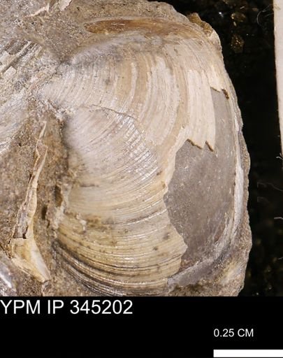 Limopsis striatopunctatus