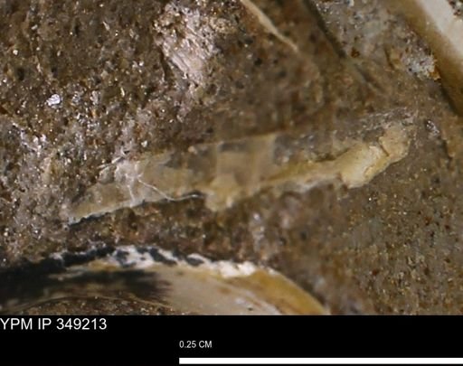 undet. Mollusca