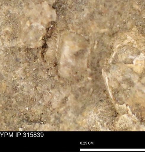 undet. Mollusca