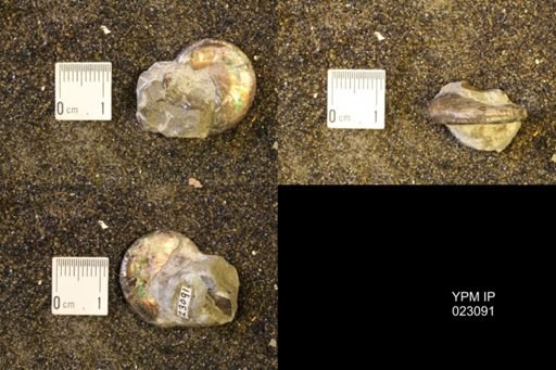 Discoscaphites rossi