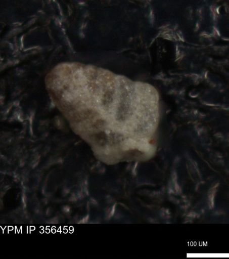 undet. Foraminiferida