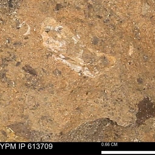undet. Mollusca